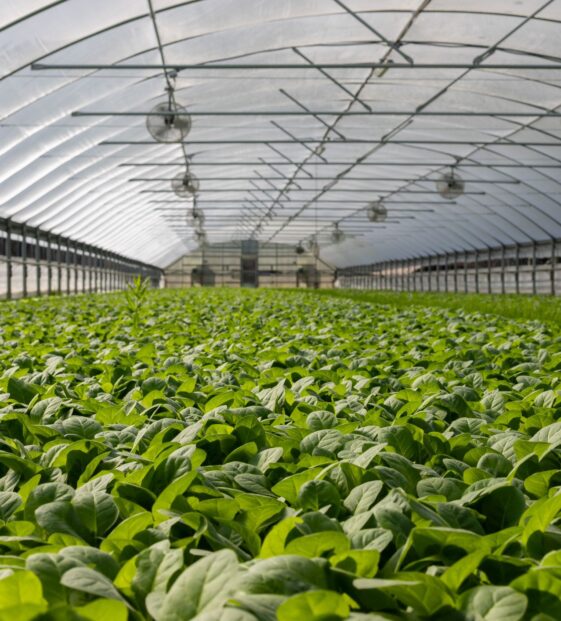 invernadero por dentro invernadero por dentro