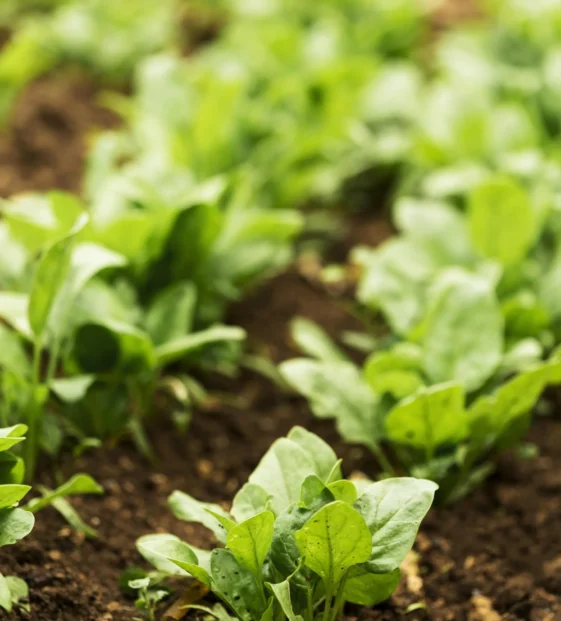 Cursos digitalización agrícola